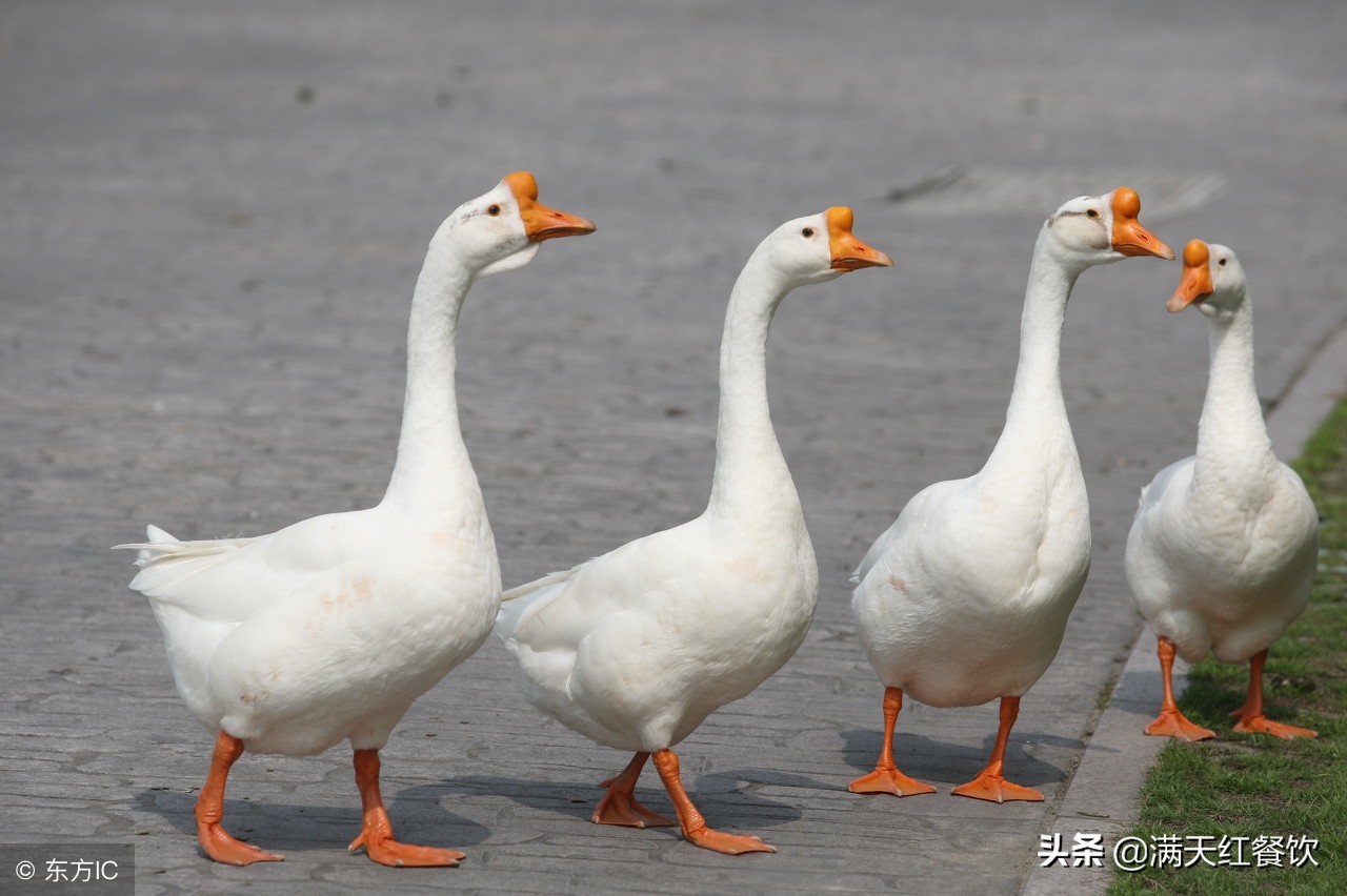 烧鹅腿有黑毛,烧鹅什么颜色烤出来最好