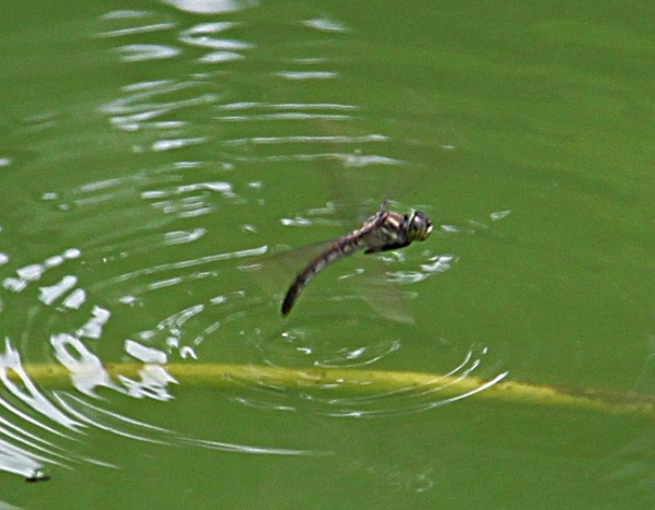 大规模蜻蜓出现什么现象,蜻蜓突然变多低空飞行是什么征兆