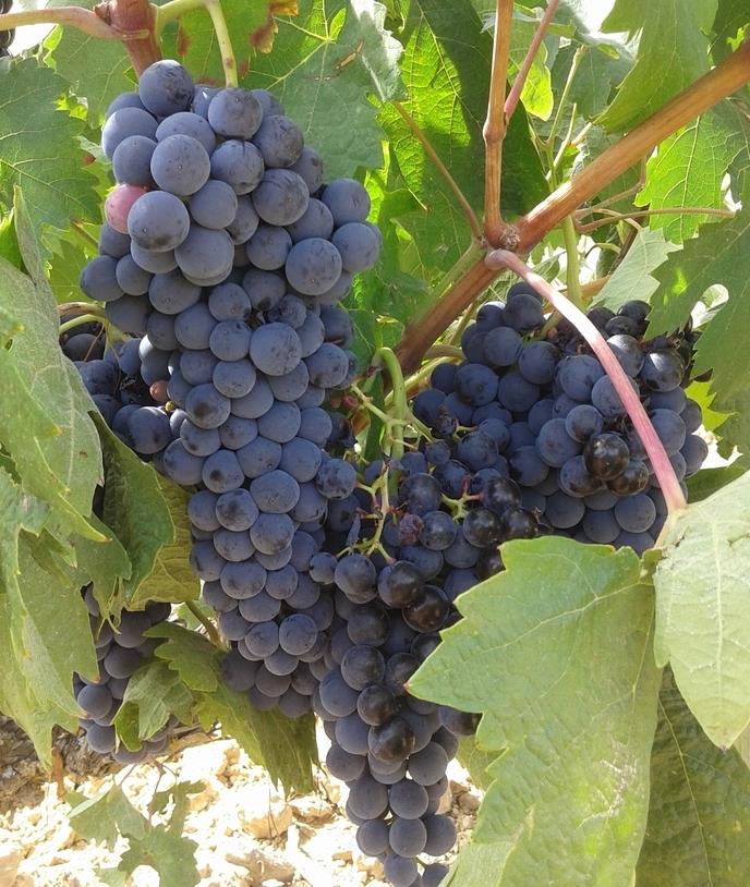 葡萄酒做法自酿全过程7天,三分钟了解葡萄酒的酿造全过程