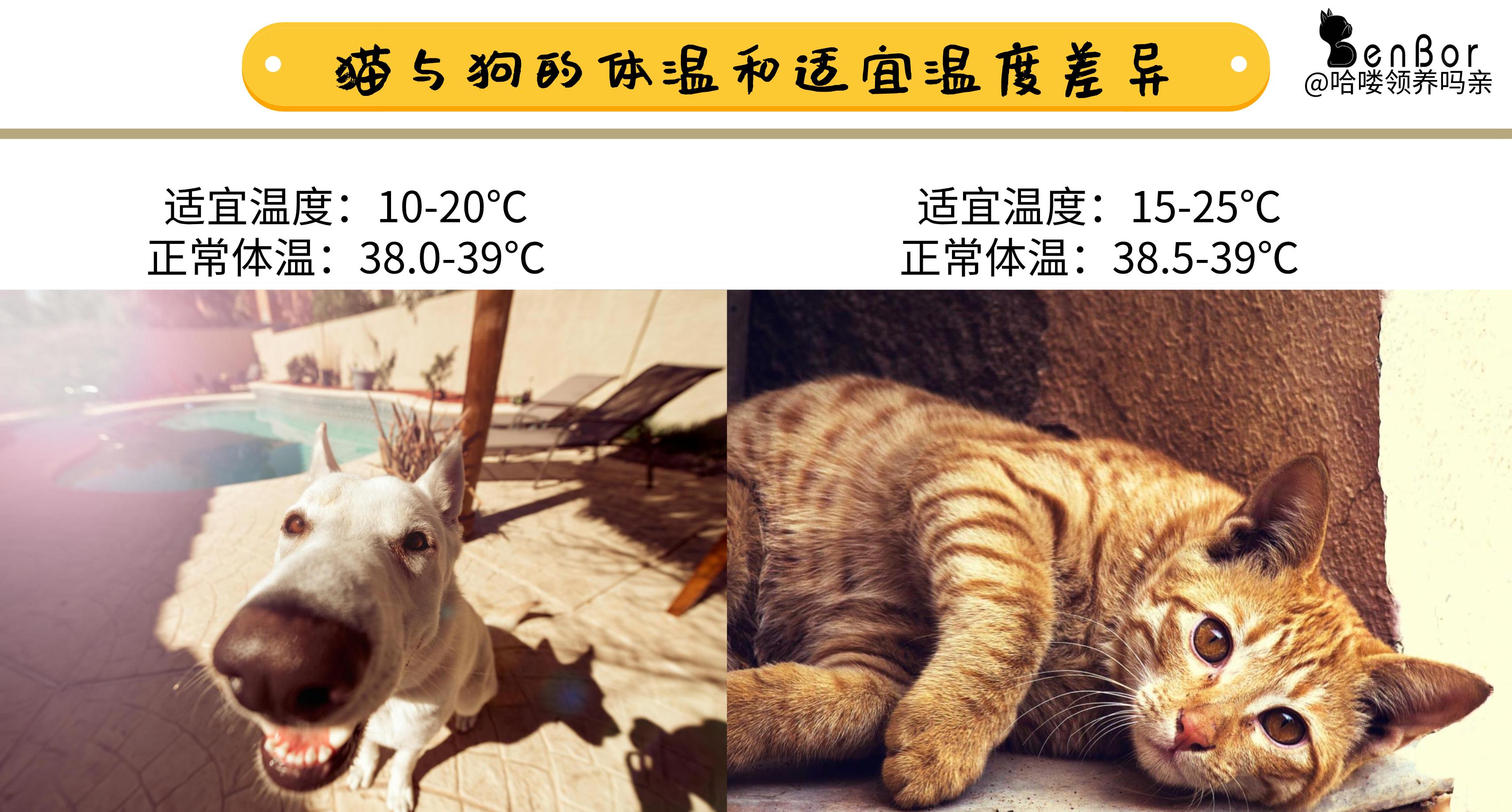 猫咪怕热怕冷是什么原因,怕热猫咪怎么过夏天