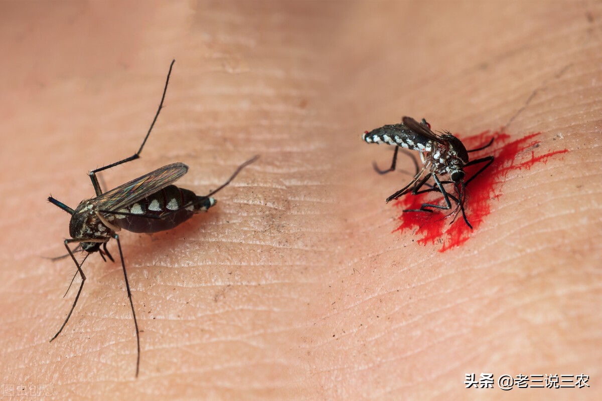 治蚊蝇蟑螂的药治跳蚤吗,家里蟑螂杀虫剂怎么喷