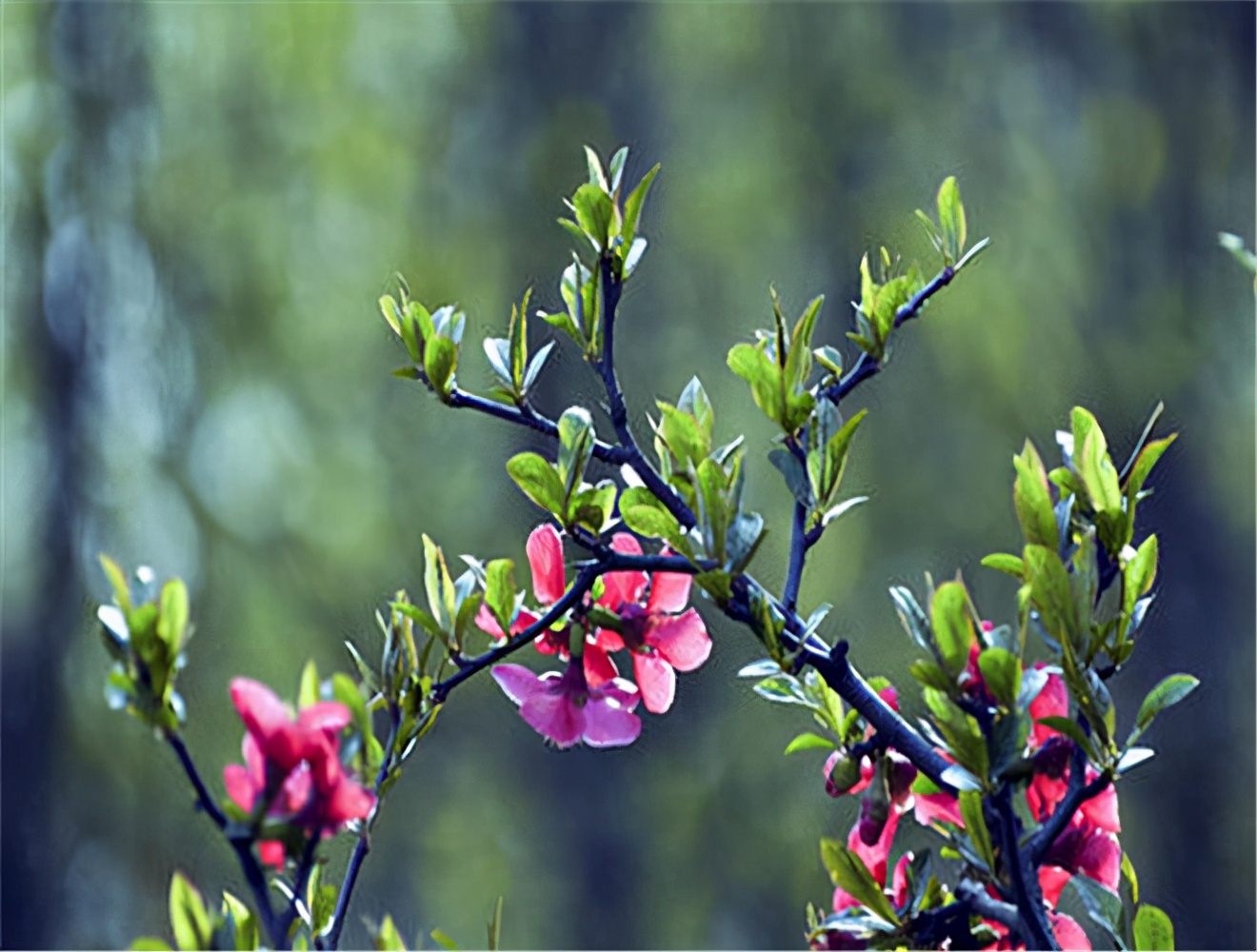 繁花似锦，似烟如霞，“中国蜜桃之乡”连平，花期还在，等你等你