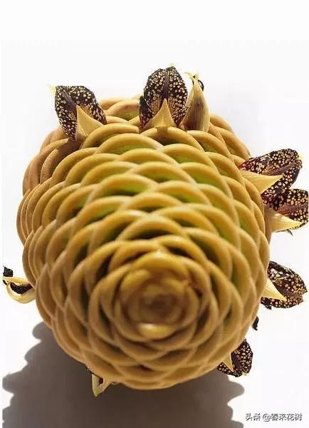 神奇的植物图片及介绍大全,十大最好的神奇植物