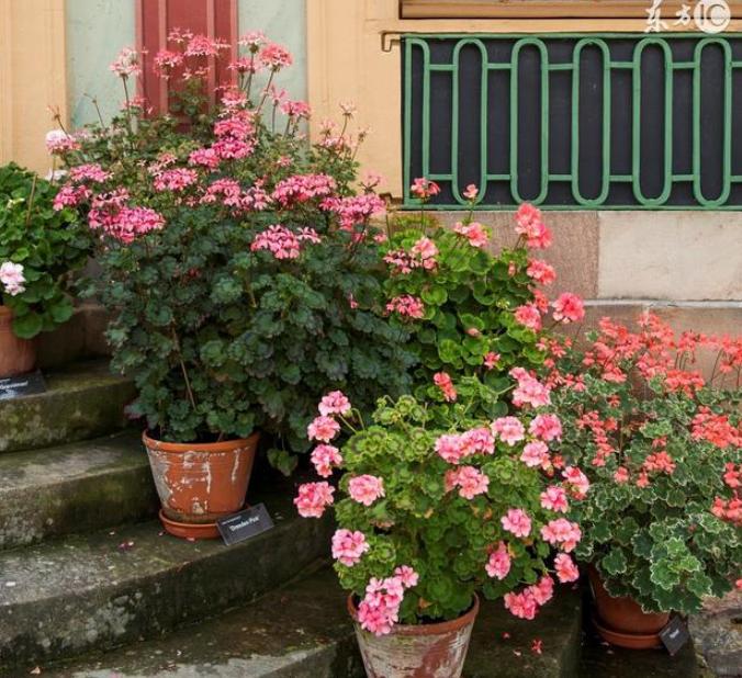 养蚯蚓的粪拉回去怎么发酵,蚯蚓粪可以直接撒在土壤里吗