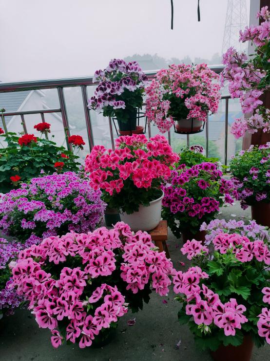 天竺葵怎么养才一年四季开爆花,天竺葵怎么养能开花不断