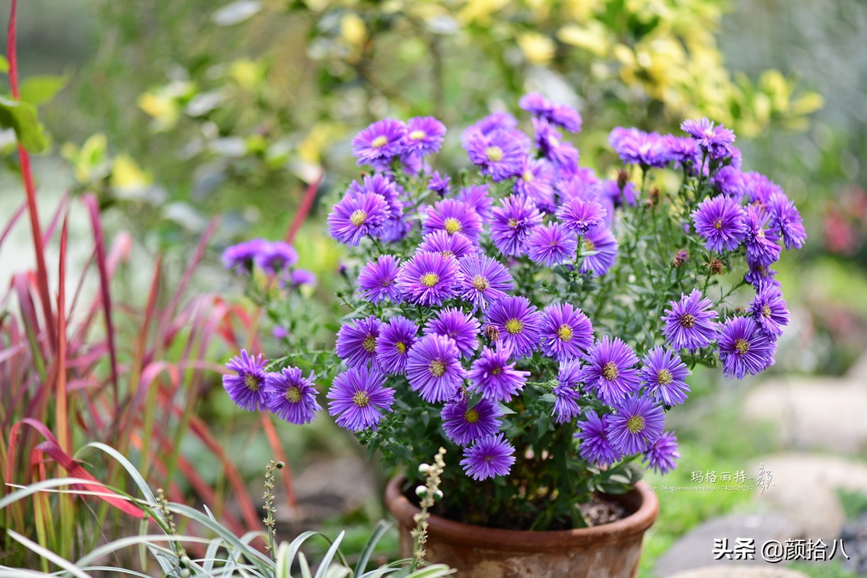 扶不起的绿植,扶不起的绿植视频