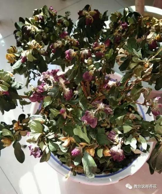 花儿叶子发黄是怎么回事,花儿叶子发黄枯萎萎蔫