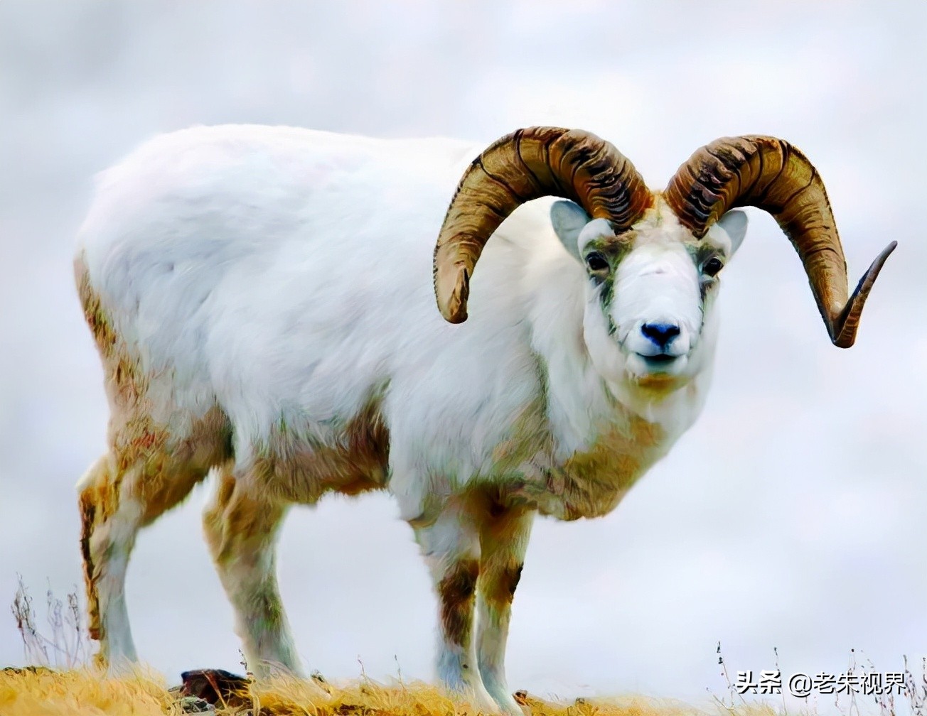 羊汉字演变过程,羊的汉字演变过程