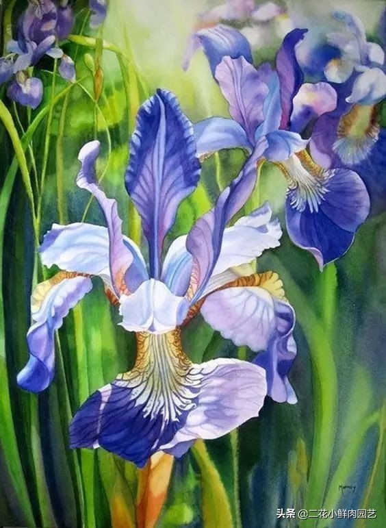 100种花卉绘画,100多张花卉线描手稿素材赶快收藏