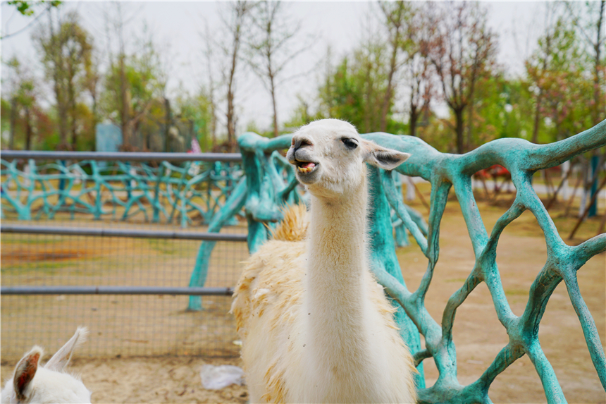 我和宿州有个约会,一场花事,一次慢旅行,探寻最烟火的宿州味道