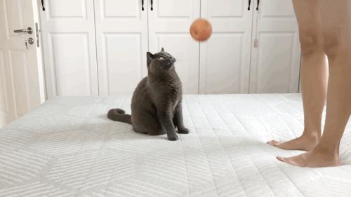 躺平青年的睡眠好物！8H黑金刚大口径独立弹簧乳胶床垫深度体验