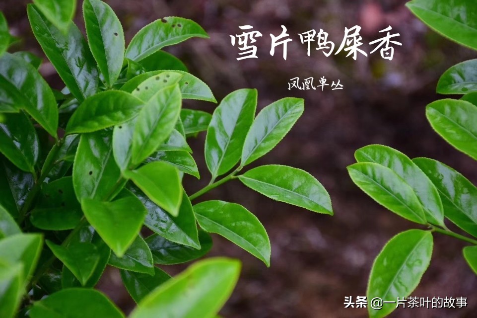 凤凰单枞鸭屎香是名茶吗,凤凰单枞鸭屎香什么样的好