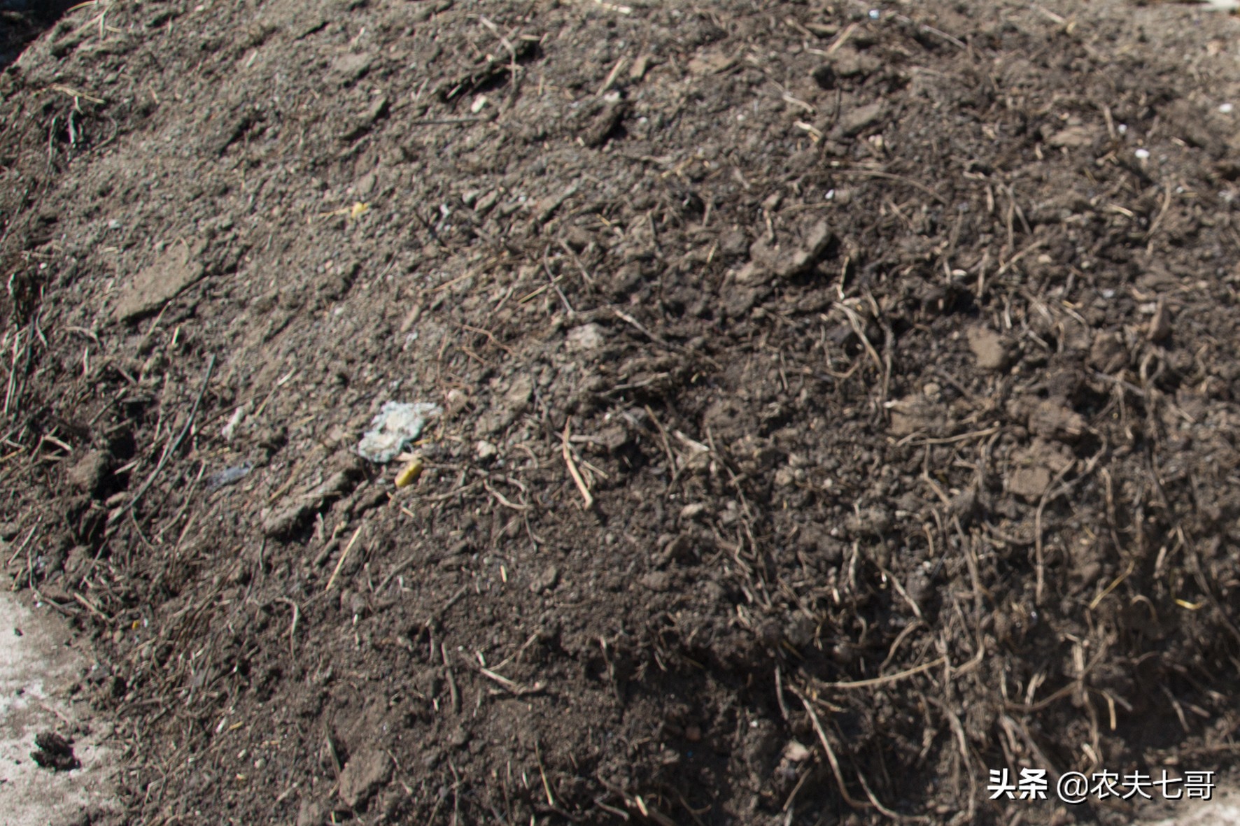 红将军摘袋最佳时间,红富士摘袋后打什么药最好