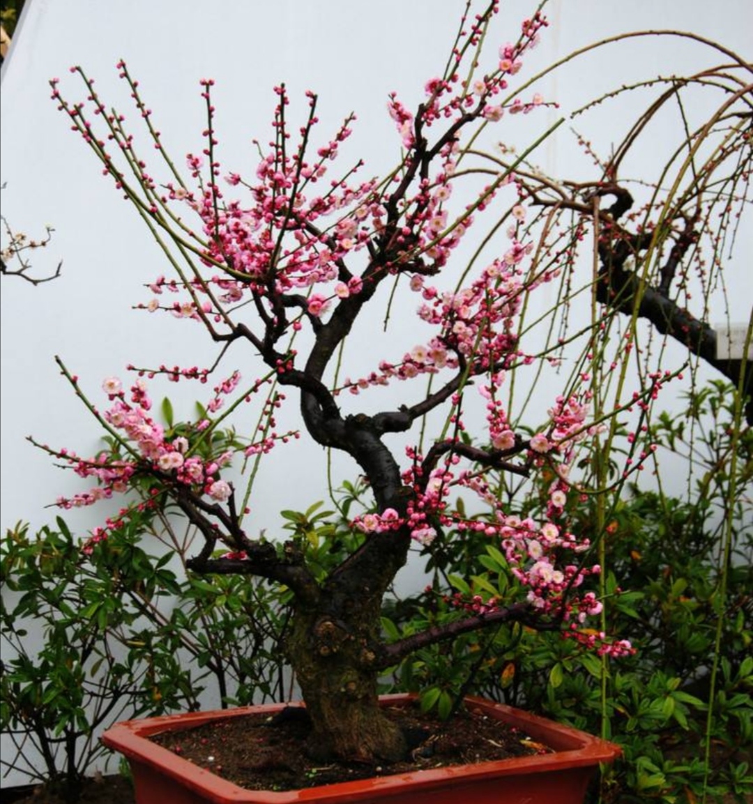 梅花盆景，开花少、不开花，应注重5个养护技巧