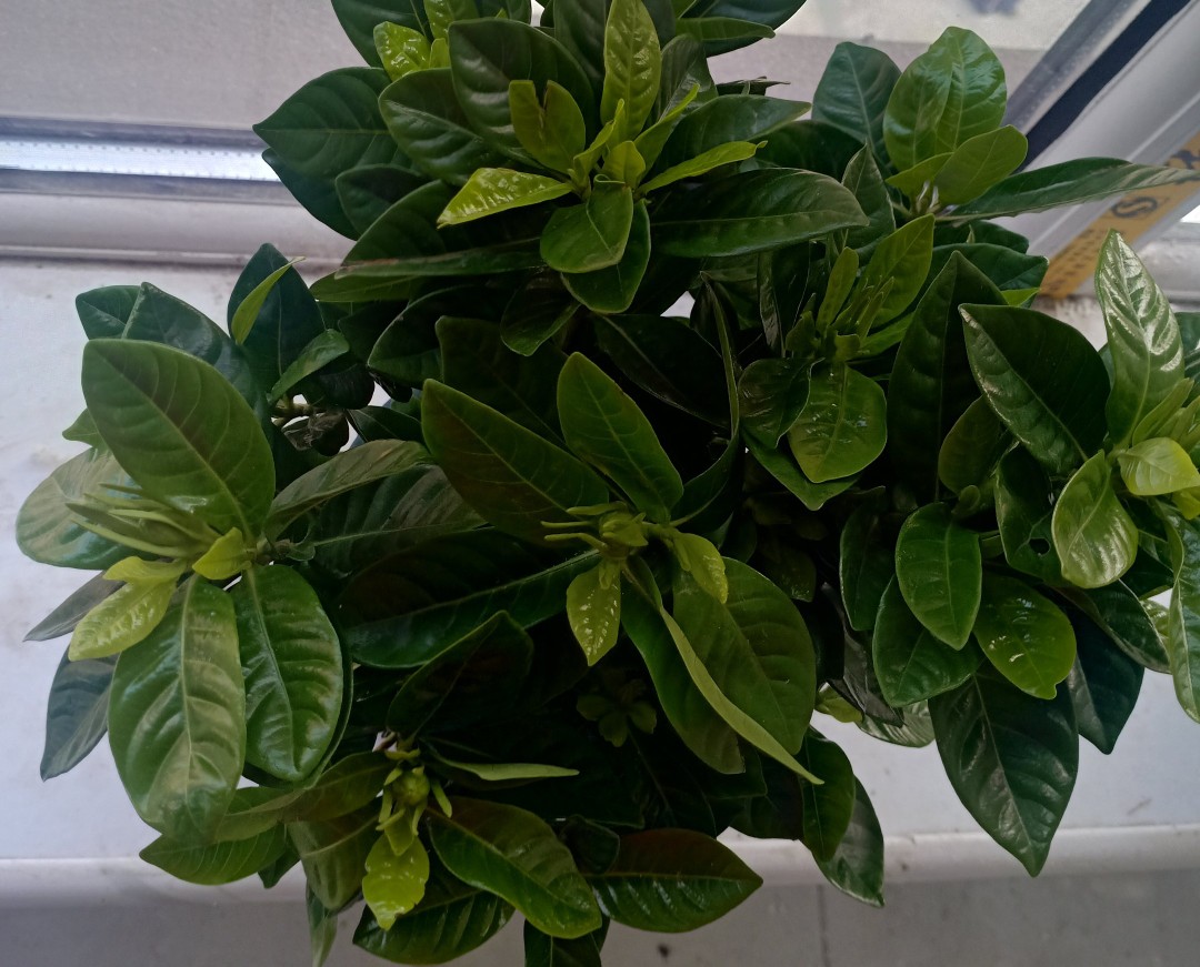 小康的大腮帮子给七爷看视频,郑老屁进大宅门看七爷