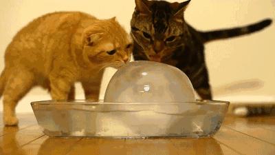 夏天猫咪怎么度过的,夏天猫咪怎么避暑旅游