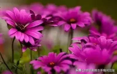 各种花的花语文案,花的花语100种