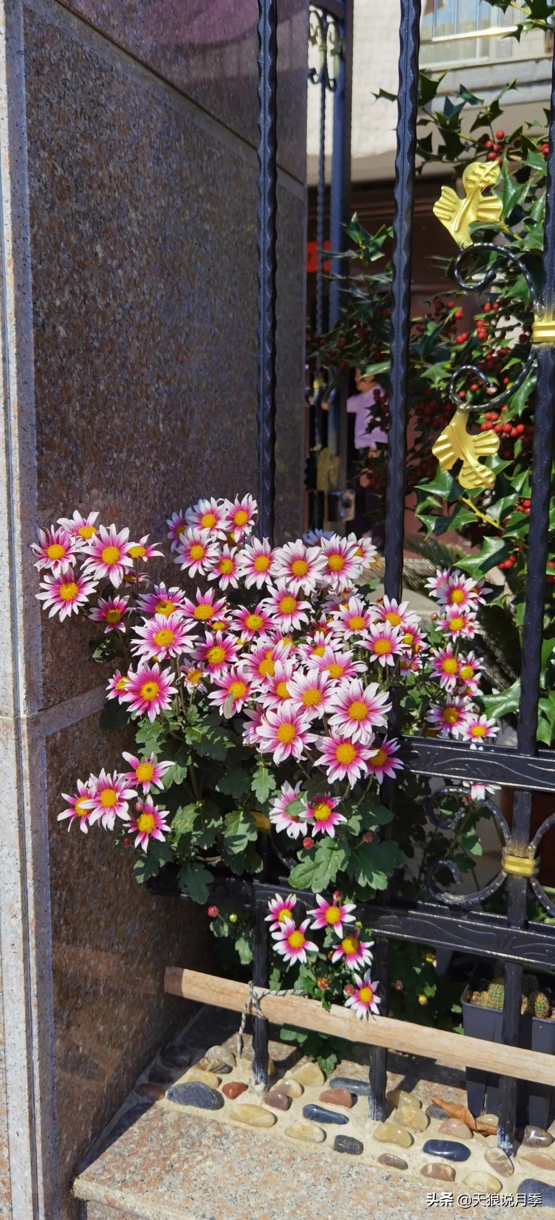 不用再羡慕别人家的院子,庭院养护全攻略