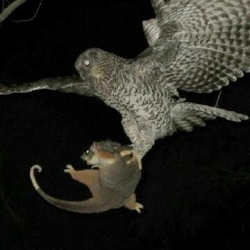 猫头鹰｜散发神秘与诡异，伟大的猎手，结果因为太萌了成了宠物