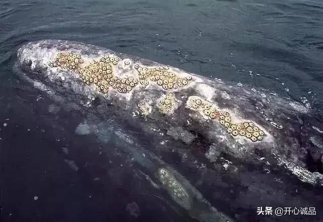 极限工作之船底清洁：虽说大船底能刮好几十吨海鲜，你敢去吃吗？