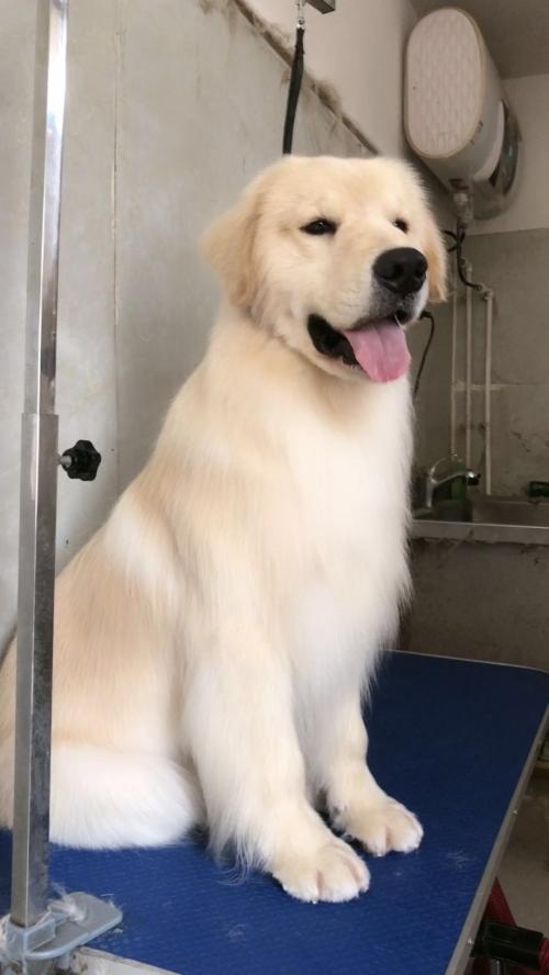 国内顶级金毛犬舍排名,金毛冠军犬舍