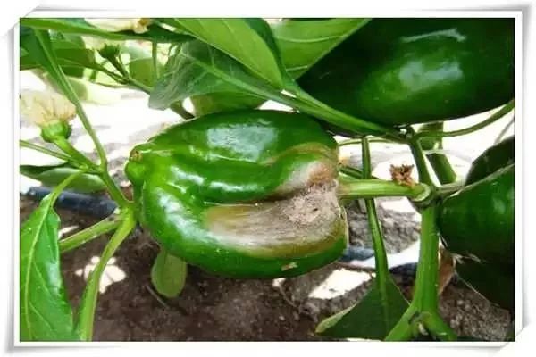 辣椒病害图谱大全大图,辣椒病害大全图片及防治方法