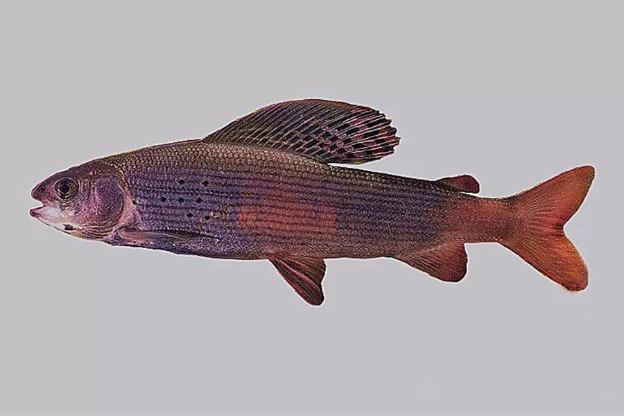 科普中国三文鱼,智利三文鱼