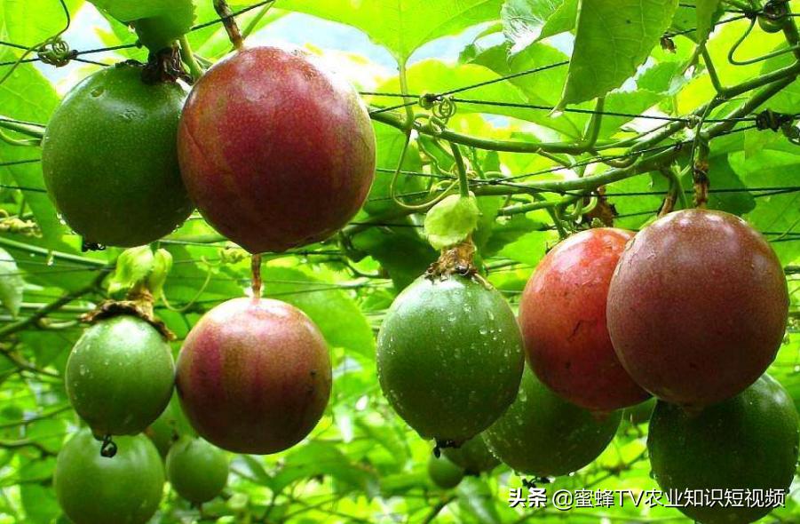 云南百香果的栽培技术,百香果的栽培管理技术