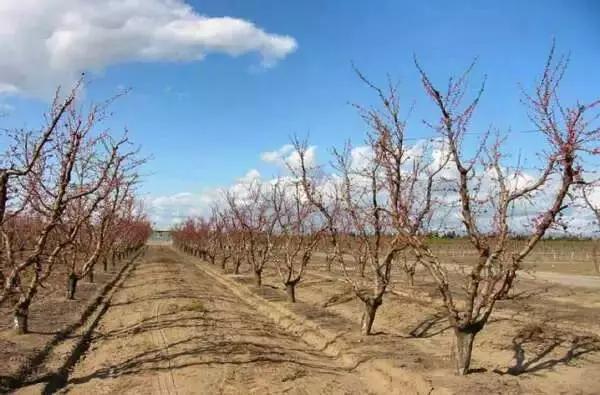 科学种桃树,如何正确种桃树