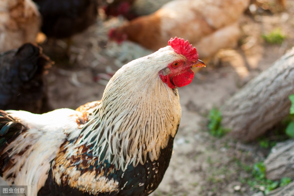 鸡支气管堵塞的土方法,鸡支气管堵塞最好的解决方法