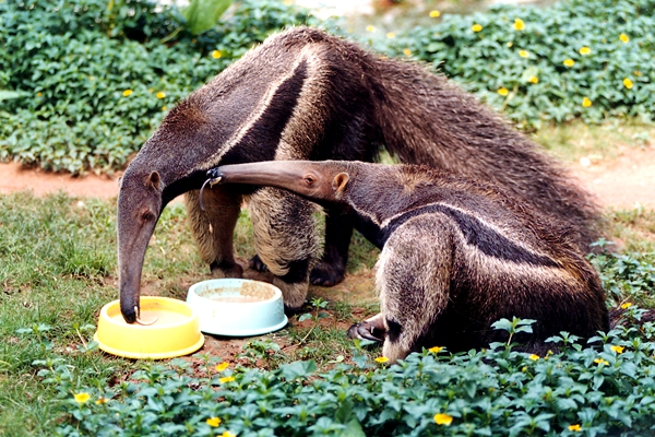 巨大食蚁兽的舌头,大食蚁兽的特点