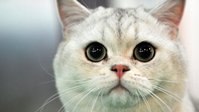 猫咪腹泻可以服用人吃的药吗,猫咪拉稀是猫瘟吗