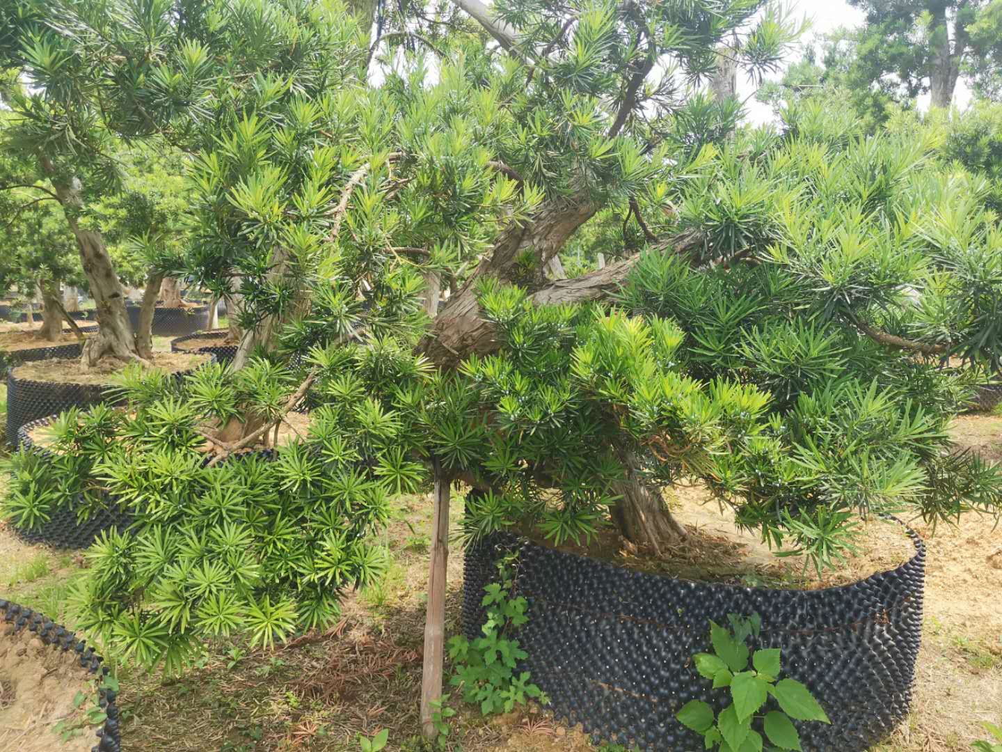 叹为观止自然风景,叹为观止高清图