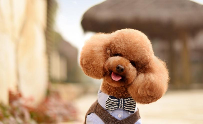 幼犬泰迪一顿吃多少,泰迪幼犬一天吃几顿最合适