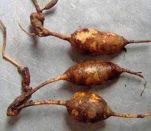 肝功能不好能用哪种抗生素,中药导致肝功能受损一览表