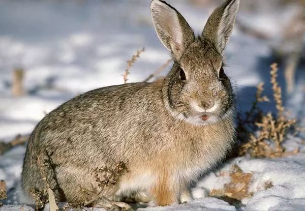 中国的阿尔卑斯秘境,被誉为东方的阿尔卑斯