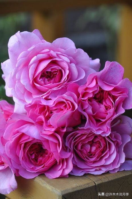 月季常见4种病,月季黑杆病怎么处理