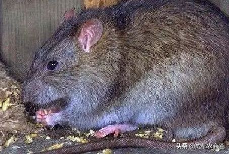 防治鼠害,鼠害的防治方法