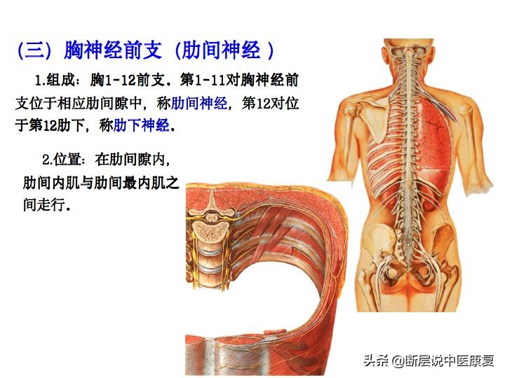 中枢神经系统断层解剖讲解,中枢神经3d解剖动画
