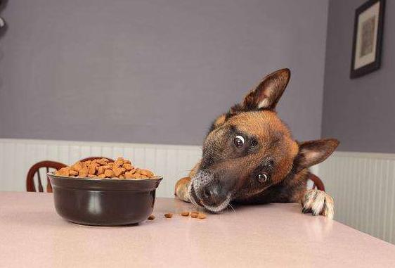 养狗必备大全,养狗宝典10天养成狗狗好习惯