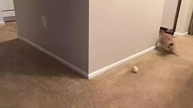 懒人最新逗猫技巧，让小猫玩的根本停不下来