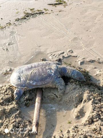 村民捡到40多斤巨鳖将其放生,58斤大鳖突然浮出水面吓坏江边人