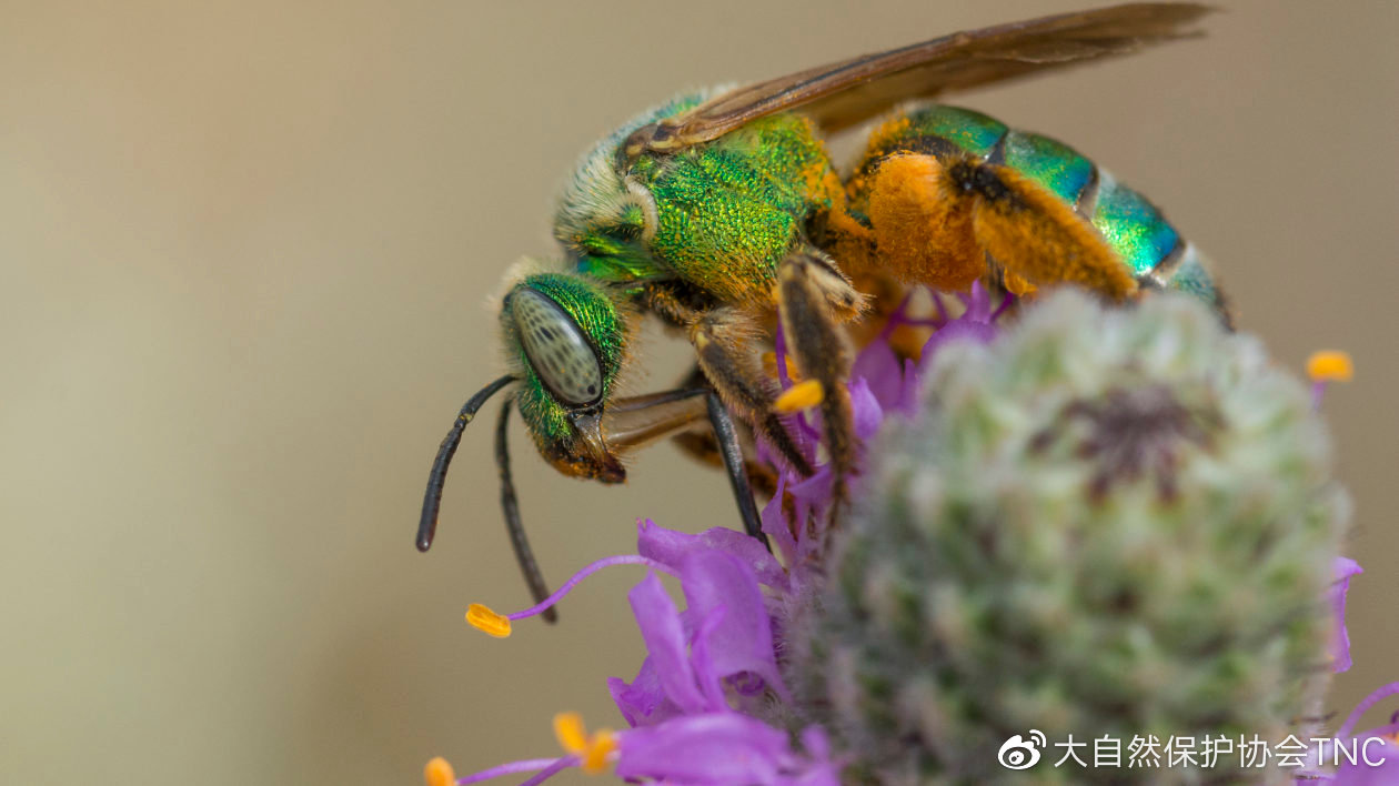 蜜蜂介绍科普视频,蜜蜂科普观世界