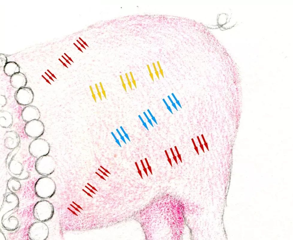 猪年画猪,猪年怎么画