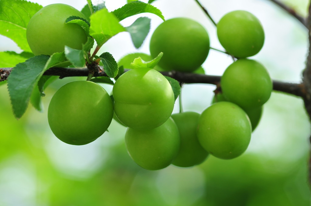 李子苗最新嫁接方法,一年嫁接的李子苗怎样定杆