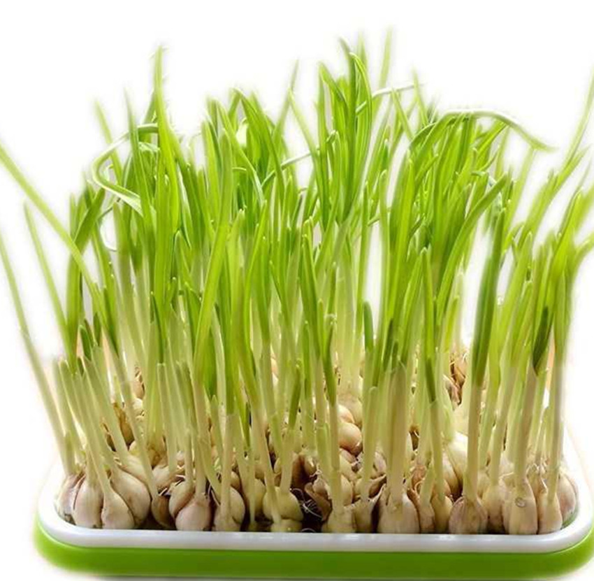 大蒜太多吃不完可以怎么做,吃不完的大蒜怎么做好吃