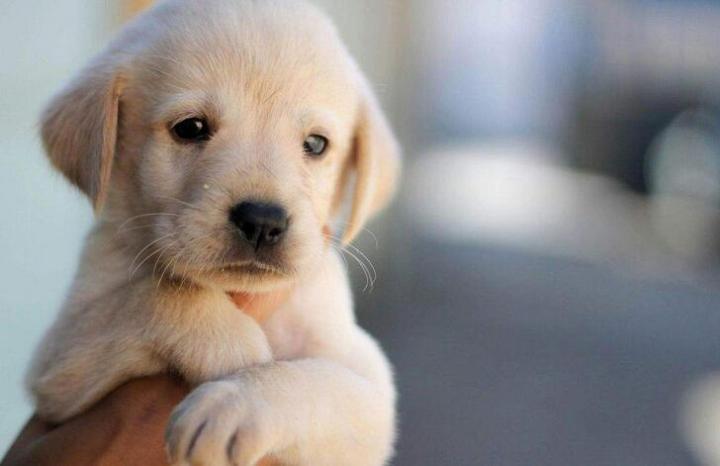 如何辨别、治疗、预防狗狗的耳朵感染疾病?