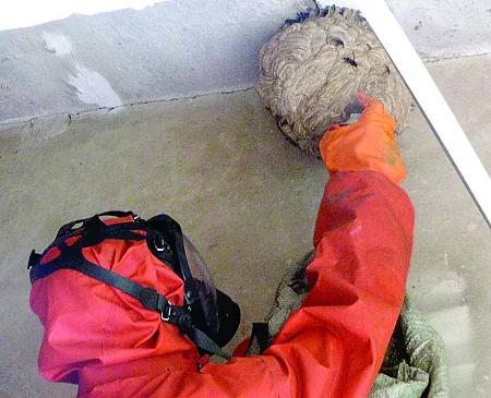 阳台被胡蜂建窝有什么讲究,野蜂在客厅窗户外筑巢是什么征兆