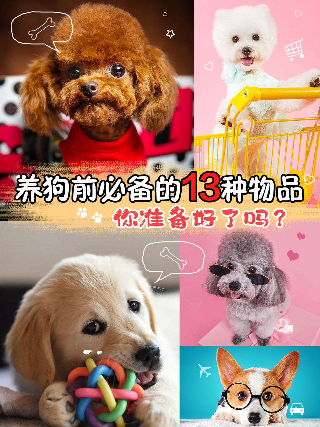 养狗新手必买物品,养狗必备物品清单大全