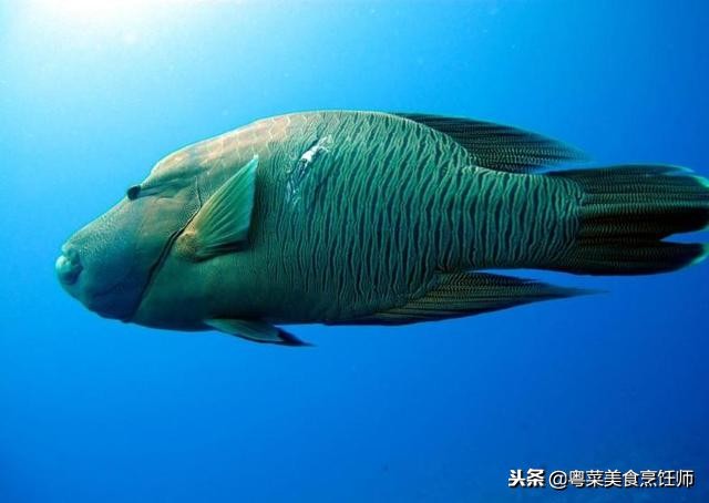 名贵海鲜干货有哪些品种,名贵海鲜水产品种类